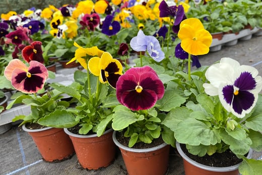 10 Winter Flowering Pansy Plants In 9cm Pots Wowcher