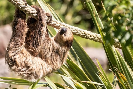 Sloth Adoption Pack - LivingSocial