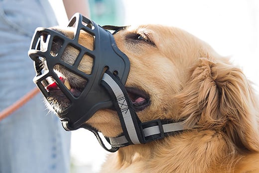 can a dog muzzle stop barking