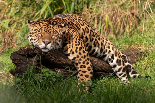 Big Cat Encounter & Feeding Experience - Cumbria - Manchester - Wowcher