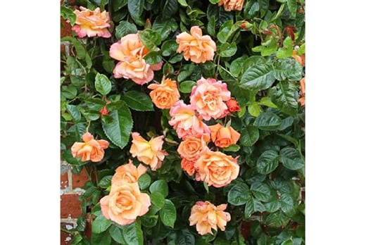 Bare Root Scented Climbing Rose 'Scent from Heaven' Orange Blooms - Wowcher