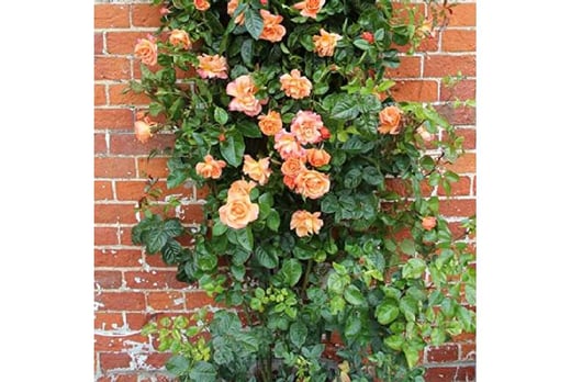 Bare Root Scented Climbing Rose 'Scent from Heaven' Orange Blooms - Wowcher