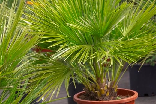 Dwarf Fan Palm Plants 19cm Pot Offer - LivingSocial