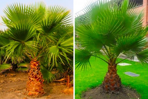 Mexican Fan Palm Plant - LivingSocial