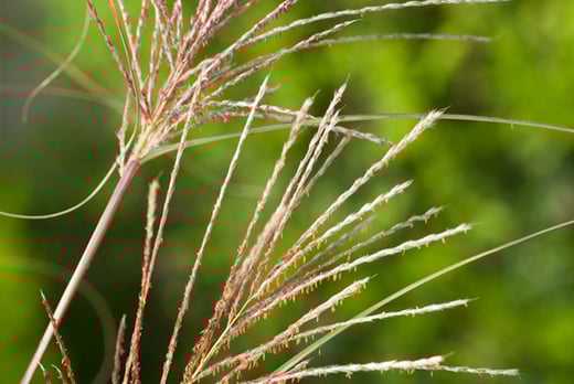 Miscanthus-'Gracillimus'Grass-10