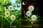 Solar-Dandelion-Light-5