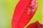 Red-Robin-7