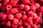 Rubus-Ideaus-3