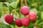 Rubus-Ideaus-8