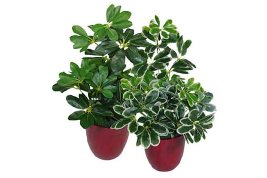 18+ Faux Rubber Tree Plant