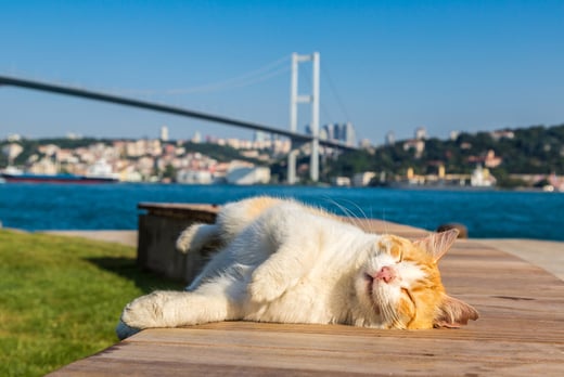 4* Istanbul Holiday With B&B & Flights - Wowcher