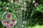 Flowerbulbs-'Allium-Sphaerocephalon'-1