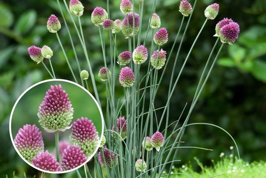 Flowerbulbs-'Allium-Sphaerocephalon'-1