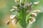 Allium-Nectaroscordum-Siculum-3