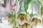 Allium-Nectaroscordum-Siculum-4