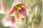 Allium-Nectaroscordum-Siculum-5