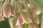 Allium-Nectaroscordum-Siculum-6
