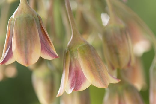 Allium-Nectaroscordum-Siculum-6