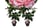 Camellia-japonica-'japanese-rose'---set-of-2,-3-options-1