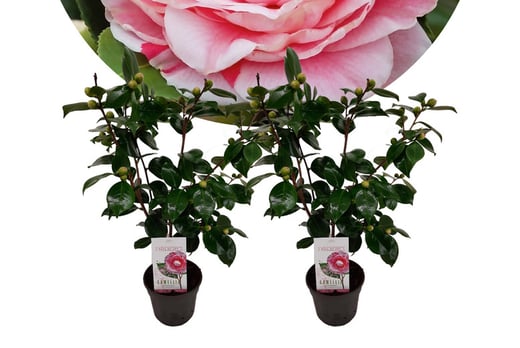 Camellia-japonica-'japanese-rose'---set-of-2,-3-options-1