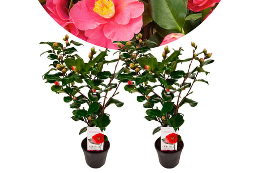Camellia-japonica-'japanese-rose'---set-of-2,-3-options-2