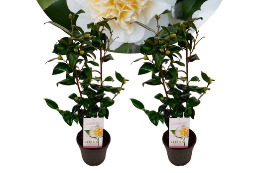 Camellia-japonica-'japanese-rose'---set-of-2,-3-options-3