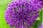 Bulb-Garden-Allium-6