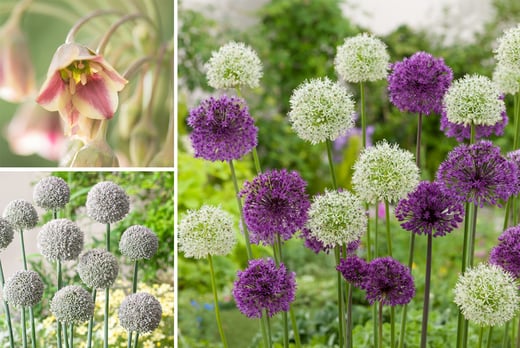 Bulb-Garden-Allium-1