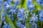 Bulbs-from-Holland-10