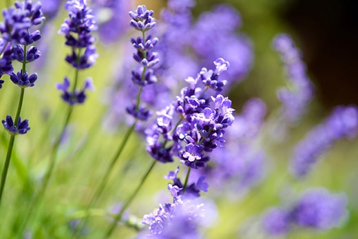 12 or 24 Lavender Plants | Oxford | Wowcher