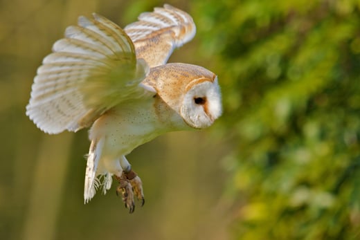 Full Day at The Scottish Owl Centre - Edinburgh - Wowcher