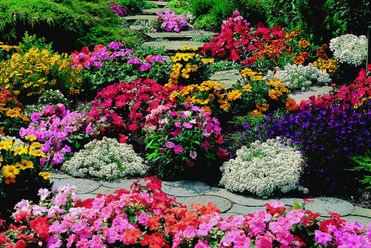 135 or 360 Bedding Plants 12 Varieties! Shop Wowcher