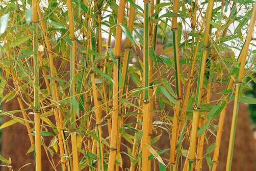 2 Potted Yellow ‘Spectabilis’ Bamboo Plants | Garden deals in ...