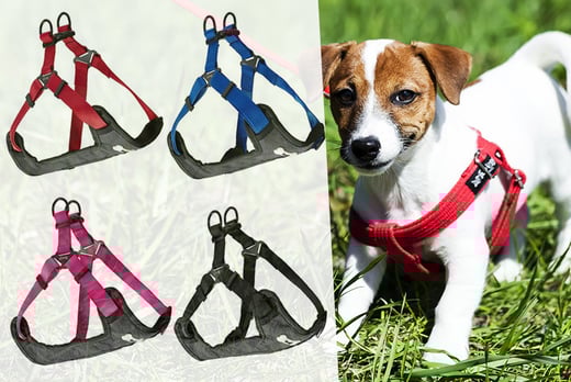 bunty harness