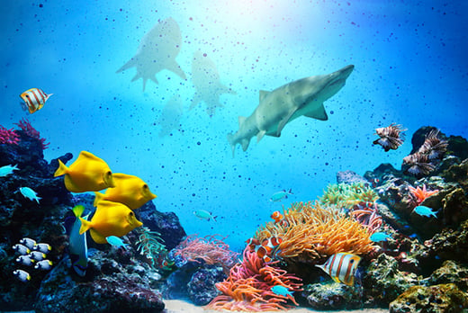 Online Marine Biology Course Wowcher