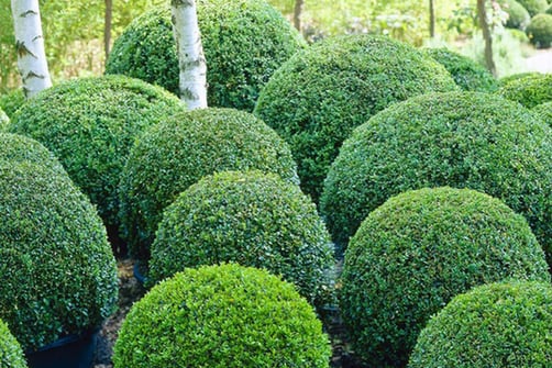 2 Quality Topiary Buxus Balls | Leeds | Wowcher