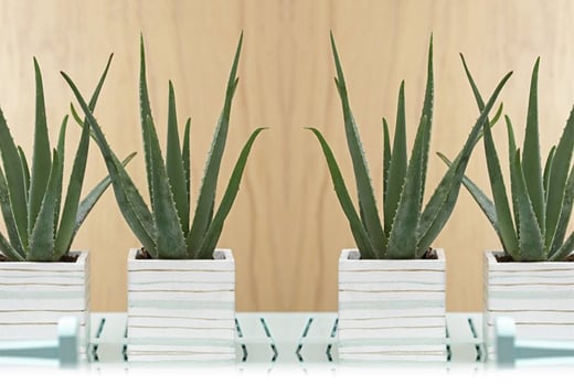 2 Aloe Vera Plants Garden Deals In Dublin South Livingsocial