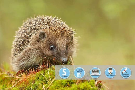 wildlife-rescue-rehabilitation-online-course-wowcher