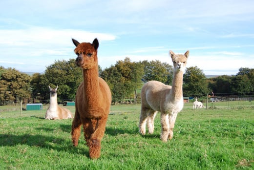 Alpaca Walk & Farm Visit | London South | Wowcher