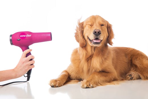 Certified Online Dog Grooming Business Diploma | Shop | Wowcher