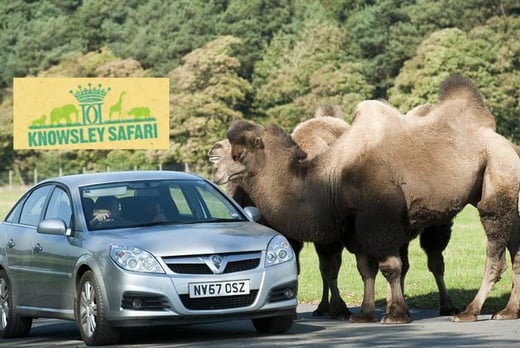drive through safari park liverpool