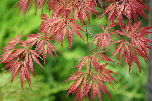 3 Acer Japanese Maple Trees London Wowcher 2309