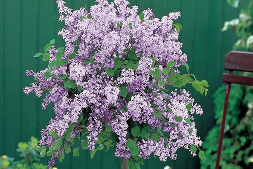 Scented Lilac Dwarf Tree - 1 or 2 | Shop | Wowcher