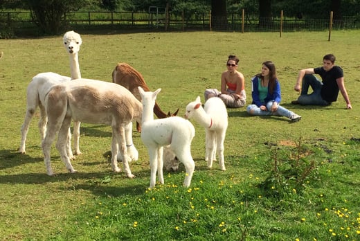 90min 'Meet the Alpacas' Trek & Farm Entry @ Lucky Tails Alpacas