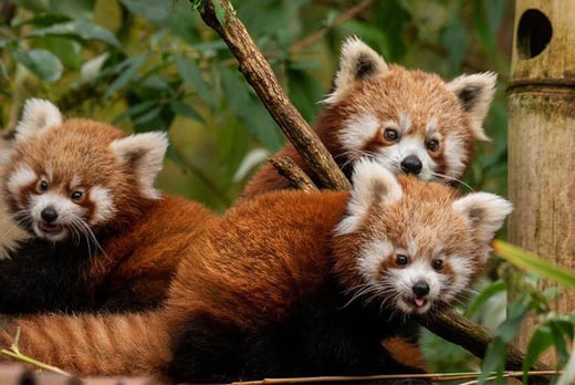 Red Panda Adoption Liverpool