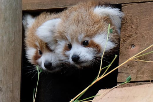 Red Panda Adoption - Liverpool - Wowcher